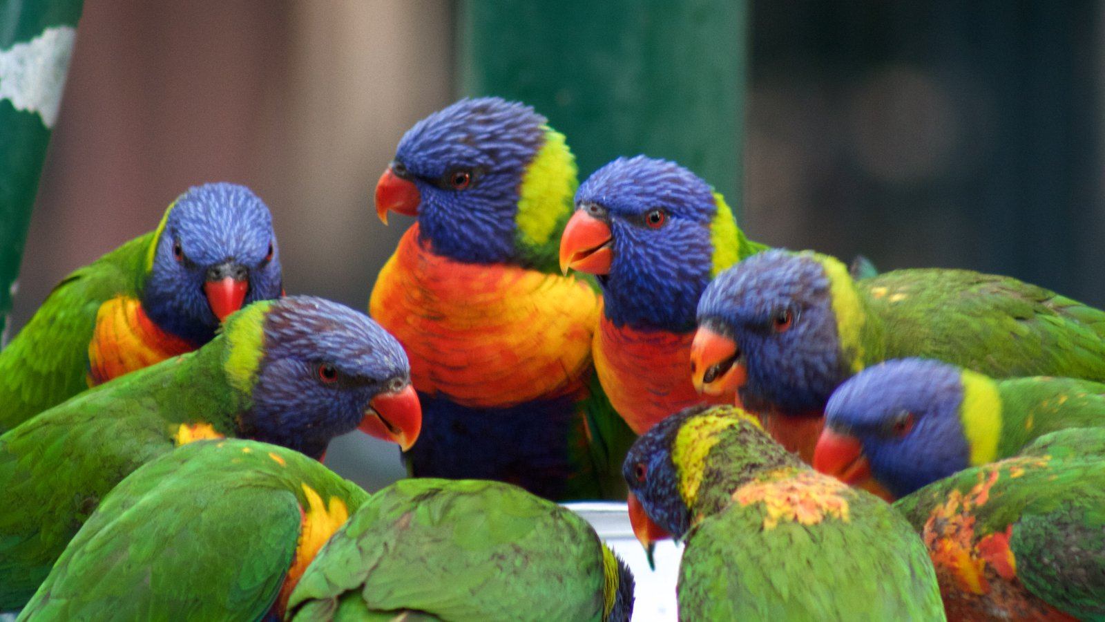 https://d3r8gwkgo0io6y.cloudfront.net/upload/149071-Currumbin-Wildlife-Sanctuary.jpg