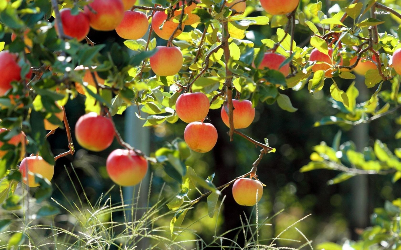 https://d3r8gwkgo0io6y.cloudfront.net/upload/25783-apple-tree-1680x1050-photography-wallpaper.jpg