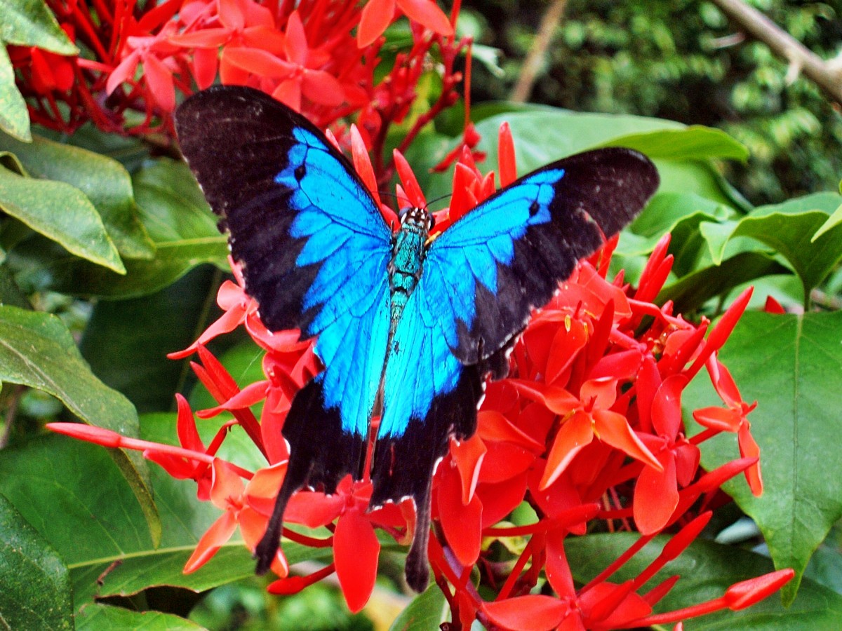 https://d3r8gwkgo0io6y.cloudfront.net/upload/A1/australia-cairns-butterfly-park.jpg