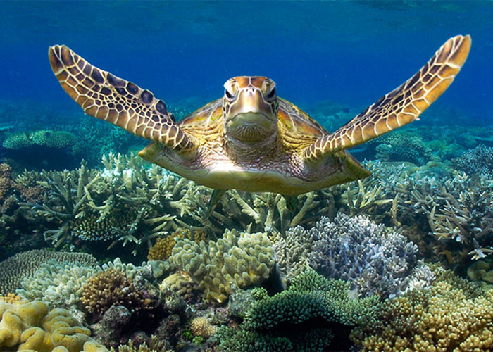 https://d3r8gwkgo0io6y.cloudfront.net/upload/A1/australia-cairns-great-barrier-reef-1.jpg