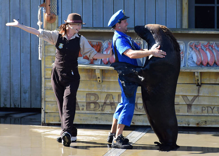 https://d3r8gwkgo0io6y.cloudfront.net/upload/A1/australia-gold-coast-sealion-show-1.jpg