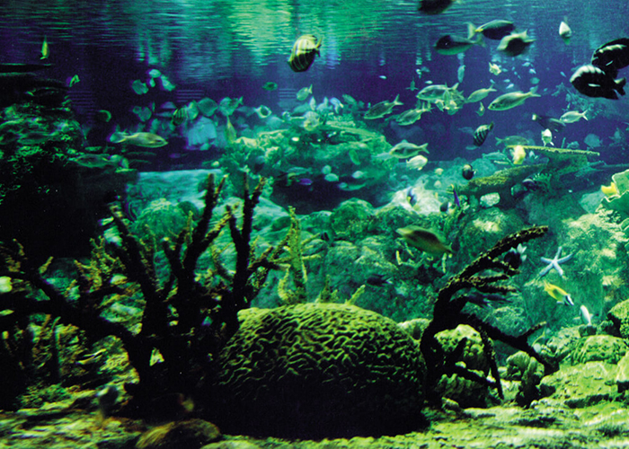 https://d3r8gwkgo0io6y.cloudfront.net/upload/A1/new-zealand-anckland-kelly-tarltons-under-water-world.jpg