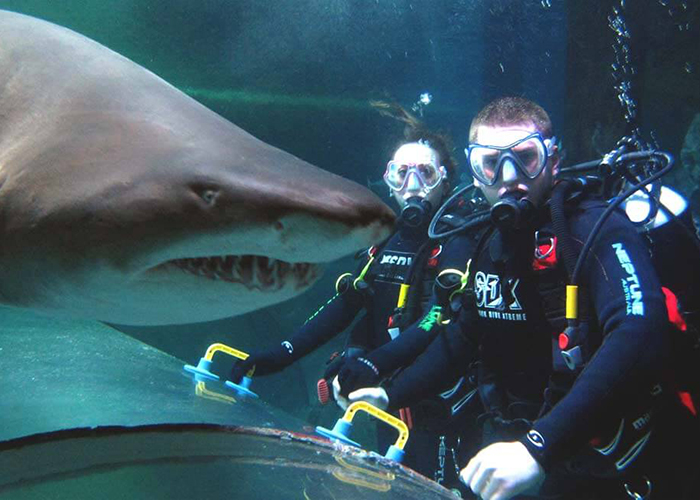 https://d3r8gwkgo0io6y.cloudfront.net/upload/A1/new-zealand-auckland-kelly-tarltons-under-water-world-1.jpg