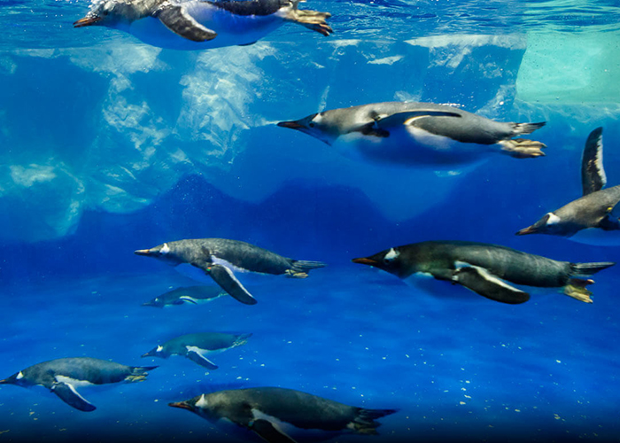 https://d3r8gwkgo0io6y.cloudfront.net/upload/A1/new-zealand-auckland-kelly-tarltons-under-water-world-3.jpg