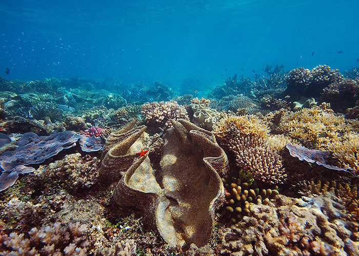 https://d3r8gwkgo0io6y.cloudfront.net/upload/AA/australia-cairns-great-barrier-reef.jpg