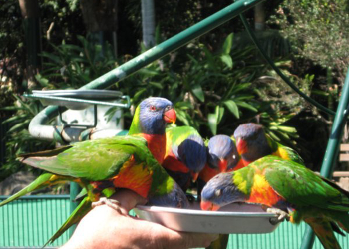 https://d3r8gwkgo0io6y.cloudfront.net/upload/AA/australia-gold-coast-Currumbin-Wildlife.jpg