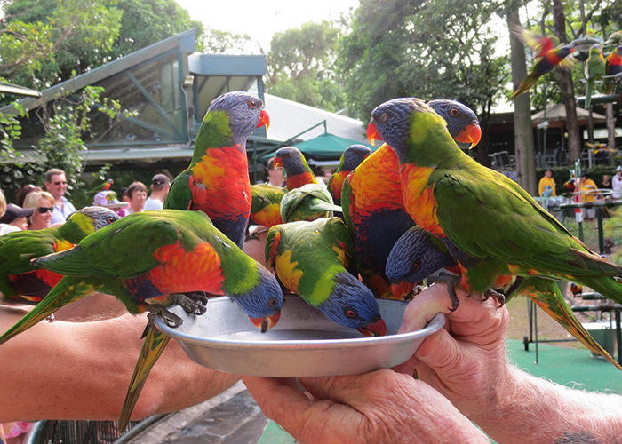 https://d3r8gwkgo0io6y.cloudfront.net/upload/AA/australia-gold-coast-currumbin-bird-park.jpg