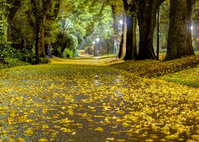 https://d3r8gwkgo0io6y.cloudfront.net/upload/AA/australia-melbourne-fitzroy-garden-1.jpg