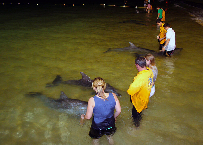 https://d3r8gwkgo0io6y.cloudfront.net/upload/AA/australia-tangaloom-dolphin-feeding-1.jpg