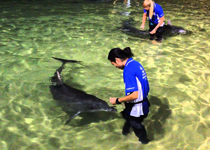 https://d3r8gwkgo0io6y.cloudfront.net/upload/AA/australia-tangaloom-dolphin-feeding-3.jpg