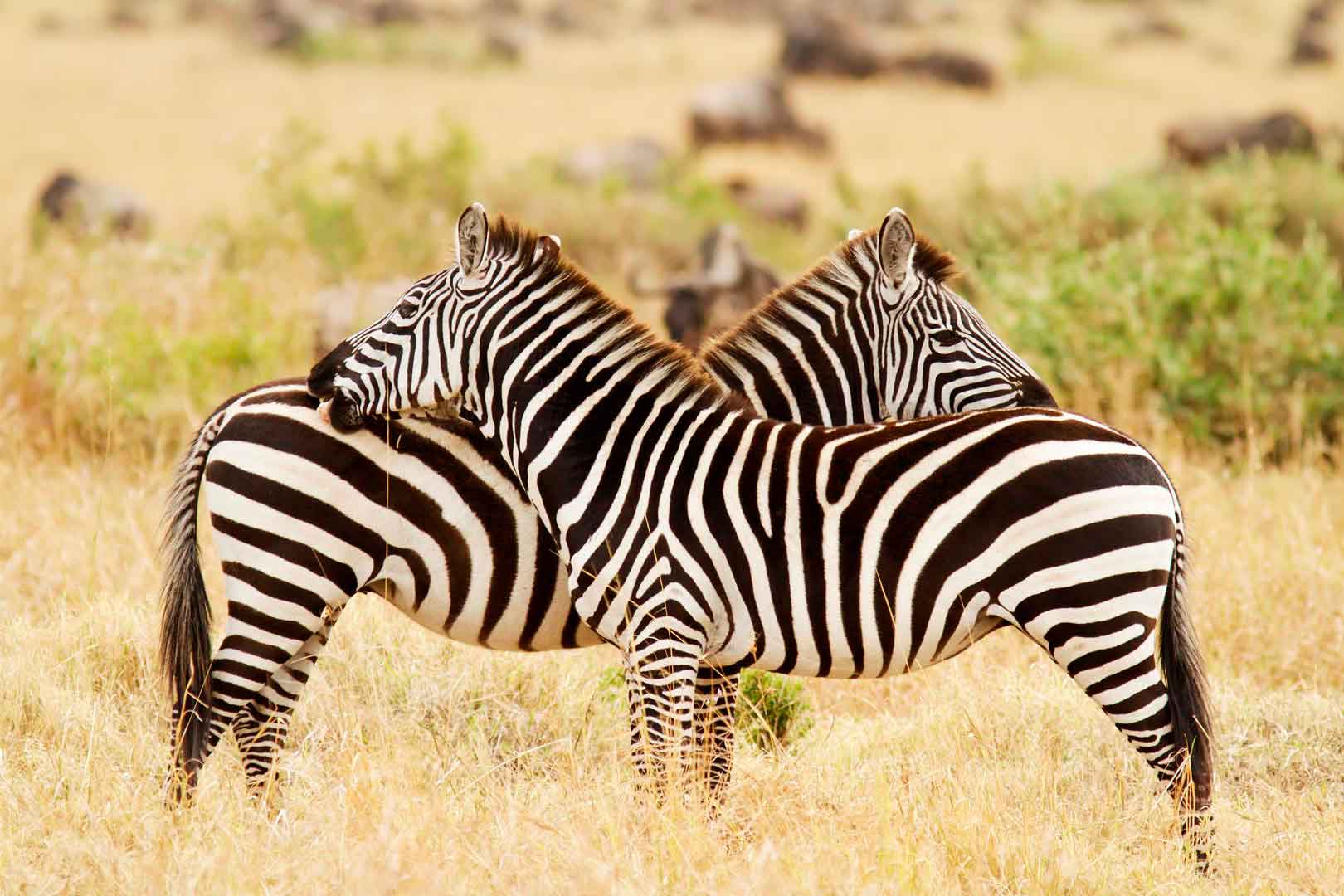 https://d3r8gwkgo0io6y.cloudfront.net/upload/Africa-111.jpg
