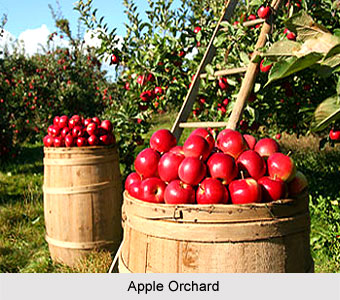 https://d3r8gwkgo0io6y.cloudfront.net/upload/Apple_Orchard.jpg