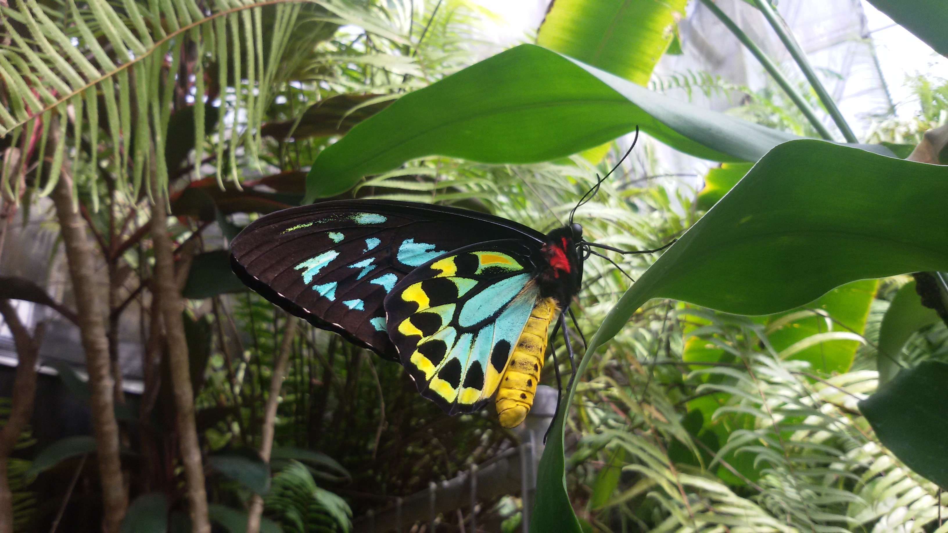 https://d3r8gwkgo0io6y.cloudfront.net/upload/BUTTERFLY_PARK_CAIRNS_AUSSI.jpg