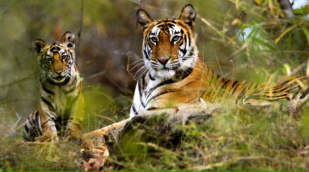 https://d3r8gwkgo0io6y.cloudfront.net/upload/Bandhavgarh-National-Park.jpg