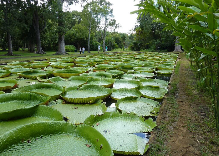 https://d3r8gwkgo0io6y.cloudfront.net/upload/CM/mauritius-pamplemousses-garden-4.jpg