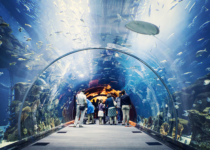 https://d3r8gwkgo0io6y.cloudfront.net/upload/DO/UAE-Dubai-dubai-mall-aquarium-2.jpg