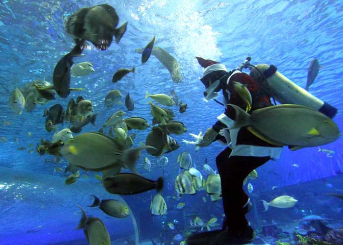 https://d3r8gwkgo0io6y.cloudfront.net/upload/FV/asia-philippines-manila-ocean-park-1.jpg