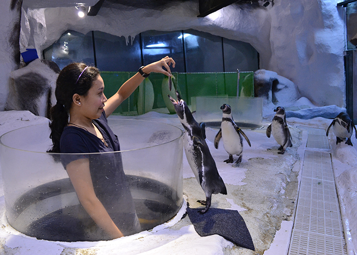https://d3r8gwkgo0io6y.cloudfront.net/upload/FV/asia-philippines-manila-ocean-park-2.jpg