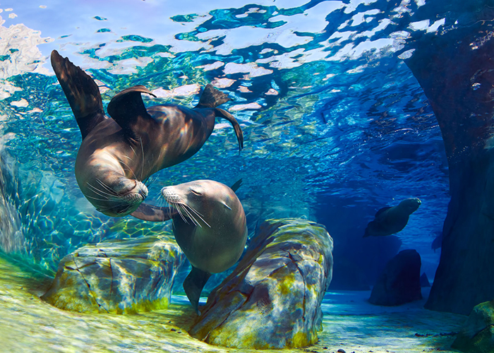 https://d3r8gwkgo0io6y.cloudfront.net/upload/FV/asia-philippines-manila-ocean-park-5.jpg