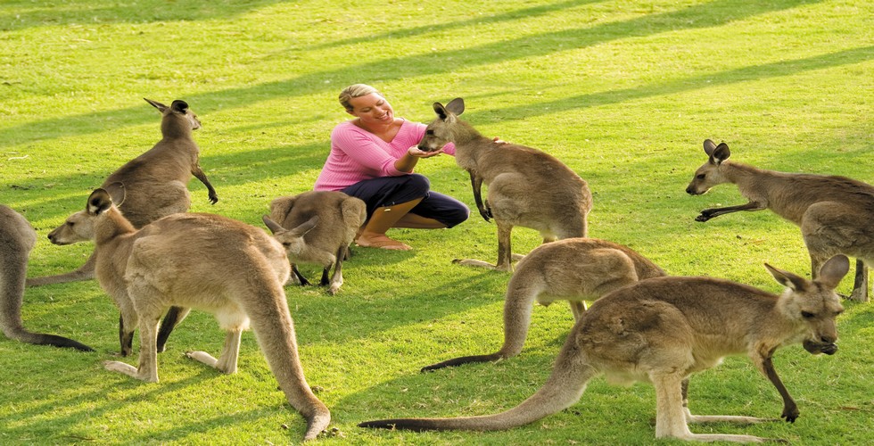 https://d3r8gwkgo0io6y.cloudfront.net/upload/Feeding_Kangaroos.jpg