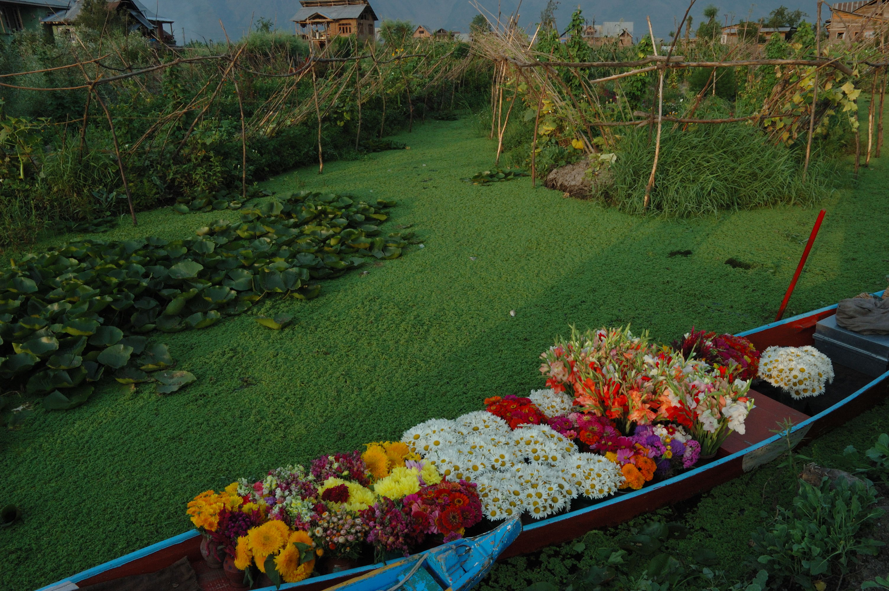 https://d3r8gwkgo0io6y.cloudfront.net/upload/Florists_Shikara.jpg