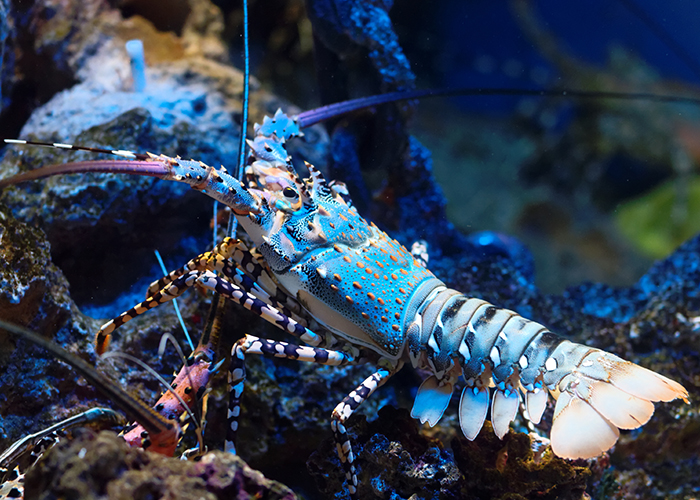 https://d3r8gwkgo0io6y.cloudfront.net/upload/GS/Singapore-Sentosa-Marinelifepark4.jpg