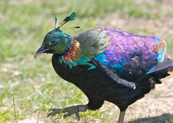 https://d3r8gwkgo0io6y.cloudfront.net/upload/H3/India-himachal-pradesh-shimla-Himalayan-Monal-Pheasant.jpg