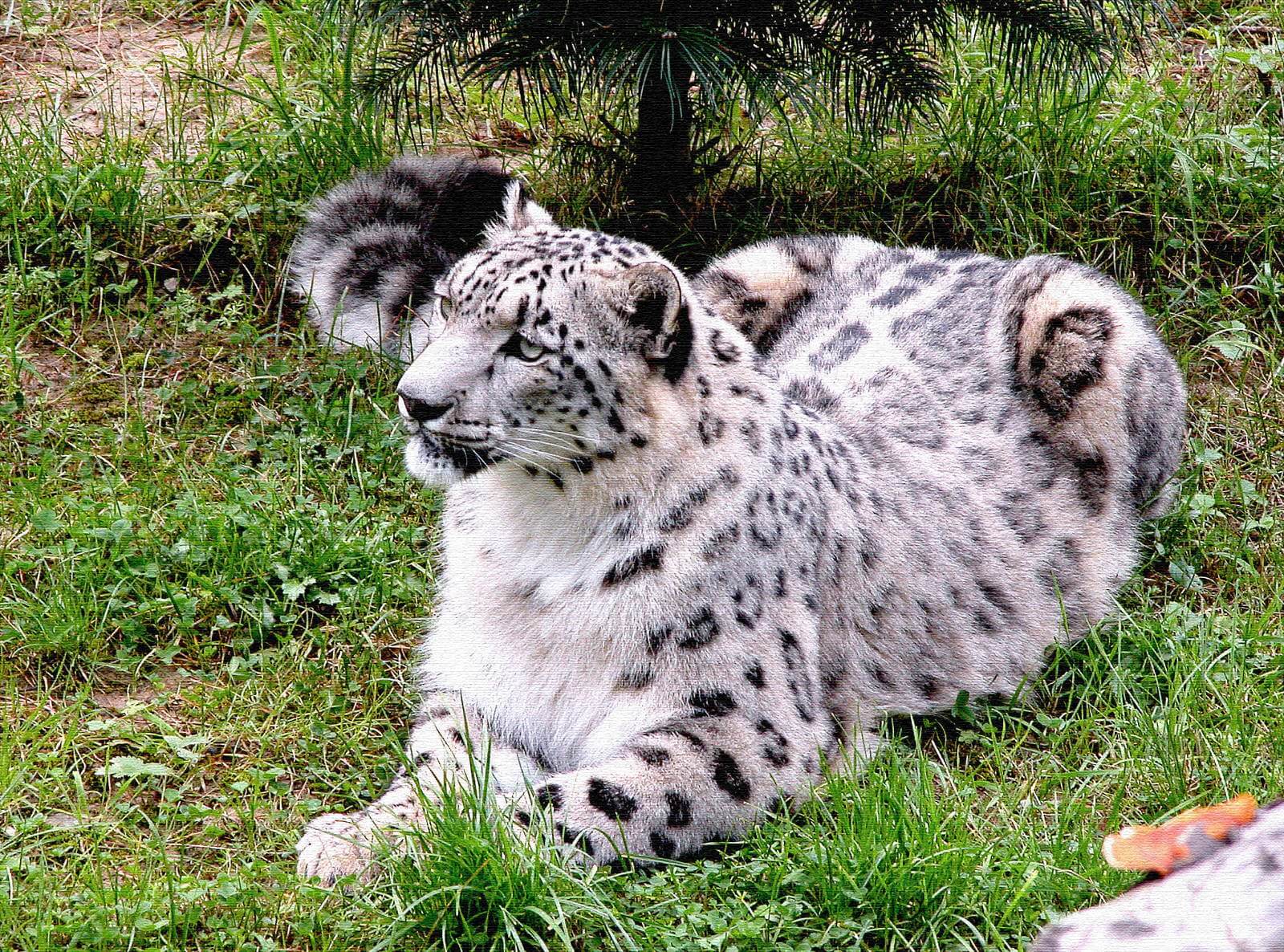 https://d3r8gwkgo0io6y.cloudfront.net/upload/H5/India-himachal-shimla-kufri-zoo-snow-leopard.jpg