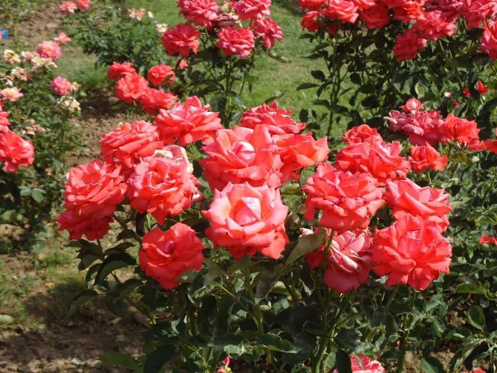 https://d3r8gwkgo0io6y.cloudfront.net/upload/H5/India-punjab-Chandigarh-rose-garden.jpg