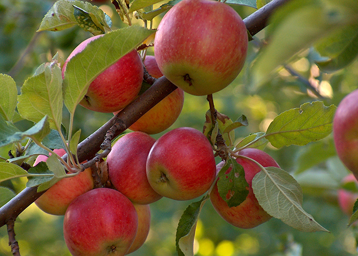 https://d3r8gwkgo0io6y.cloudfront.net/upload/H6/apple-tree1.jpg