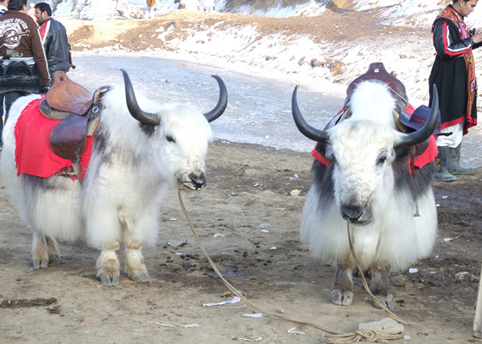 https://d3r8gwkgo0io6y.cloudfront.net/upload/HE/India-himachal-pradesh-shimla-Kufri-7.jpg