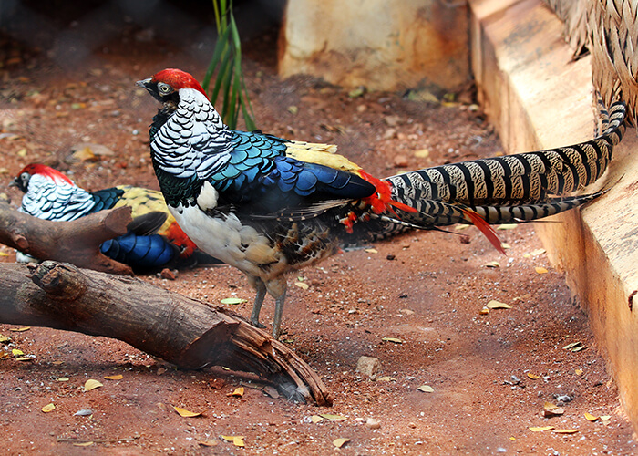 https://d3r8gwkgo0io6y.cloudfront.net/upload/HE/India-himachal-pradesh-shimla-kufri-zoo-bird.jpg