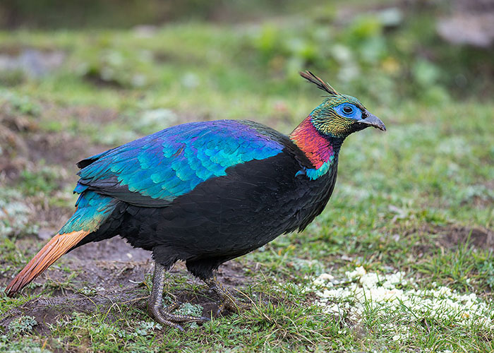 https://d3r8gwkgo0io6y.cloudfront.net/upload/HF/India-himachal-pradesh-shimla-himalayan-monal-1.jpg