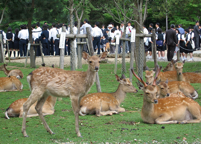 https://d3r8gwkgo0io6y.cloudfront.net/upload/J1/japan-nara-dear-park-6.jpg