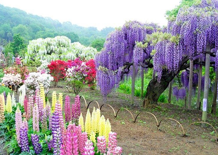 https://d3r8gwkgo0io6y.cloudfront.net/upload/JA/japan-ashikaga-flower-park-2.jpg