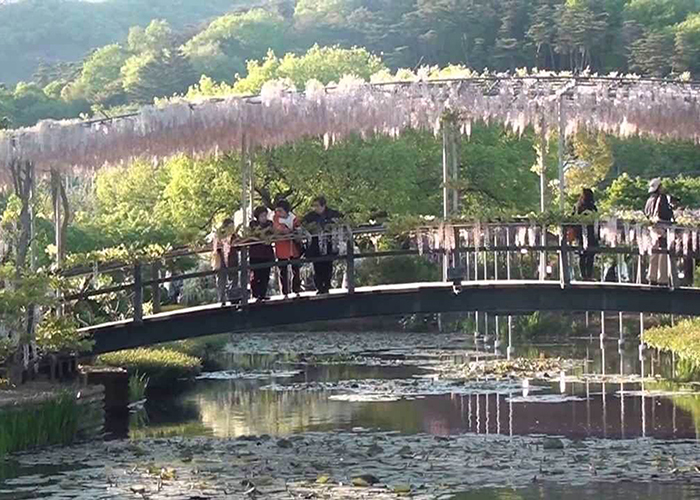 https://d3r8gwkgo0io6y.cloudfront.net/upload/JA/japan-ashikaga-flower-park-5.jpg