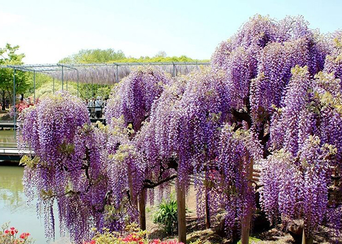 https://d3r8gwkgo0io6y.cloudfront.net/upload/JA/japan-ashikaga-flower-park-7.jpg