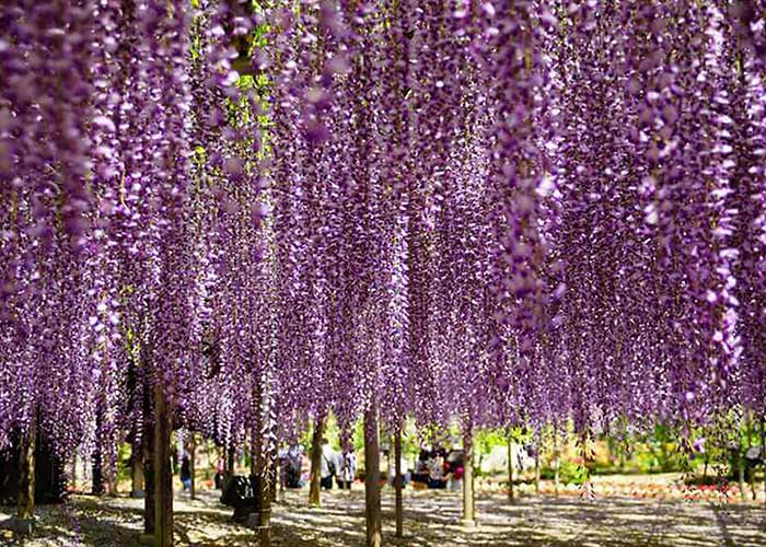 https://d3r8gwkgo0io6y.cloudfront.net/upload/JA/japan-ashikaga-flower-park.jpg