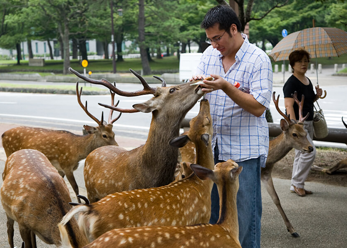 https://d3r8gwkgo0io6y.cloudfront.net/upload/JA/japan-nara-dear-park-4.jpg