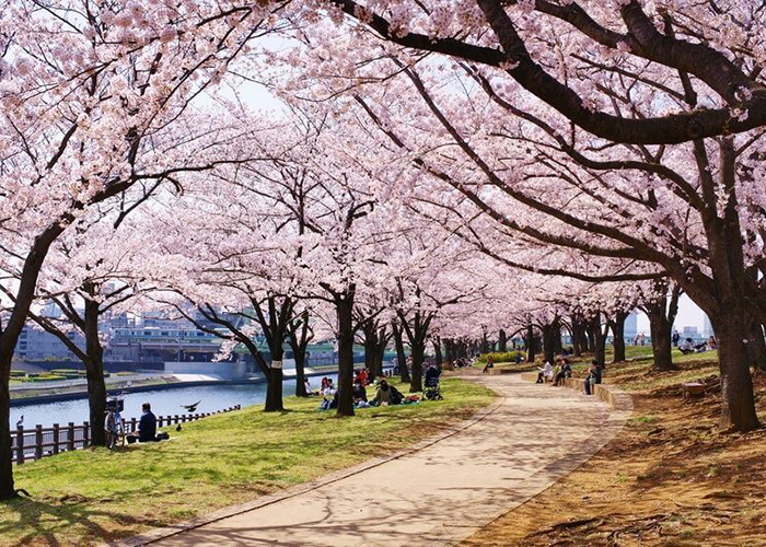 https://d3r8gwkgo0io6y.cloudfront.net/upload/JF/japan-cherry-blossom-tree-4.jpg