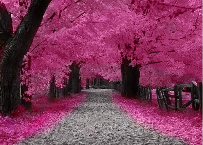 https://d3r8gwkgo0io6y.cloudfront.net/upload/JF/japan-cherry-blossom-tree-5.jpg