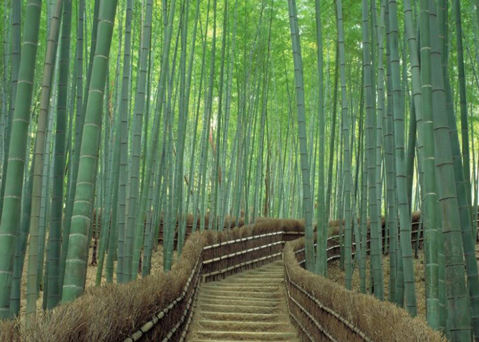 https://d3r8gwkgo0io6y.cloudfront.net/upload/JF/japan-kyoto-bamboo-groove-3.jpg