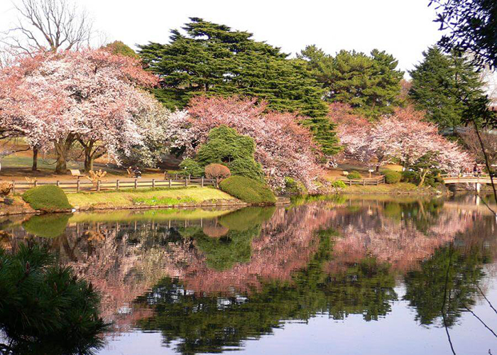 https://d3r8gwkgo0io6y.cloudfront.net/upload/JF/japan-tokyo-shinjuku-gyoen-park-1.jpg