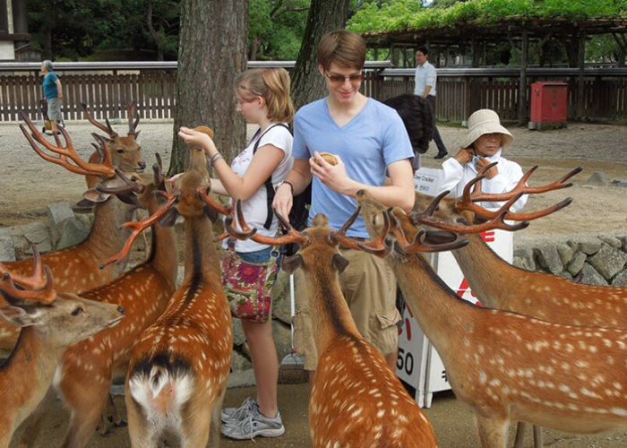 https://d3r8gwkgo0io6y.cloudfront.net/upload/JJ/japan-nara-dear-park-2.jpg