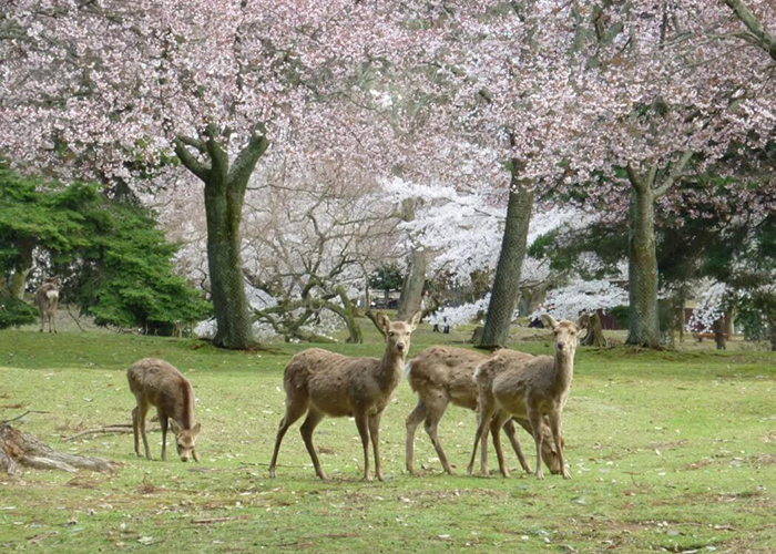 https://d3r8gwkgo0io6y.cloudfront.net/upload/JJ/japan-nara-dear-park-7.jpg