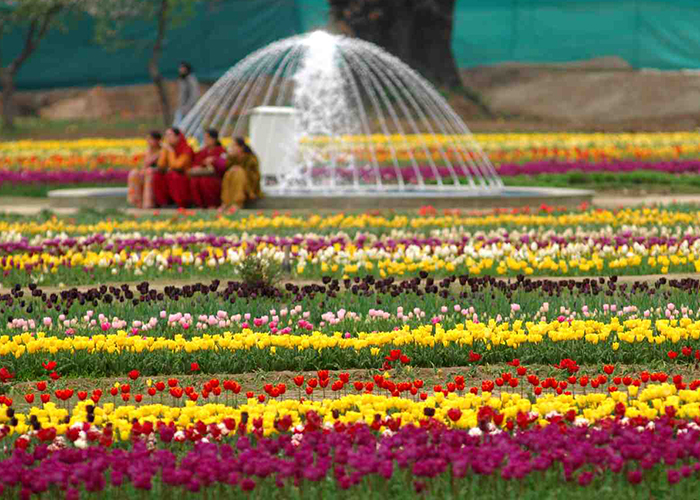 https://d3r8gwkgo0io6y.cloudfront.net/upload/K1/India-kashmir-srinager-tulip-garden.jpg