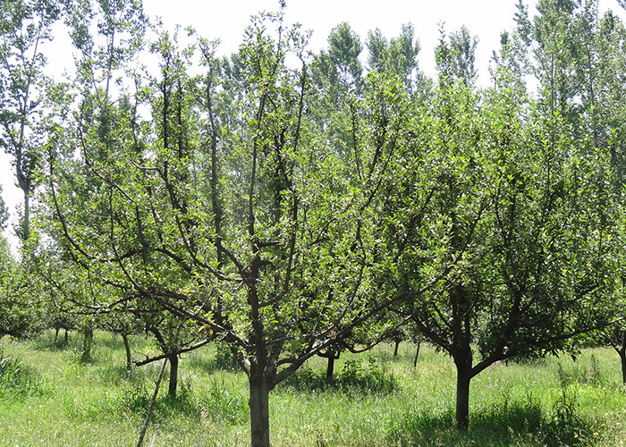 https://d3r8gwkgo0io6y.cloudfront.net/upload/K9/India-kashmir-gulmarg--appletree-1.jpg
