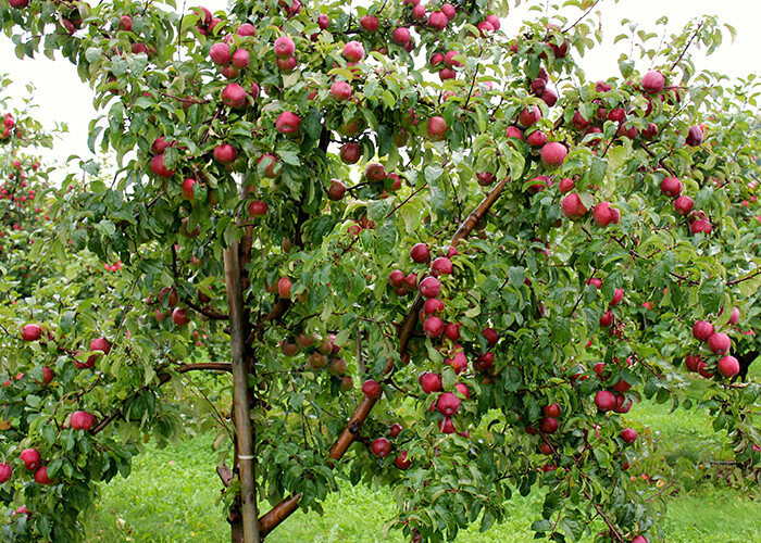 https://d3r8gwkgo0io6y.cloudfront.net/upload/KA/India-kashmir-gulmarg-applegarden-1.jpg