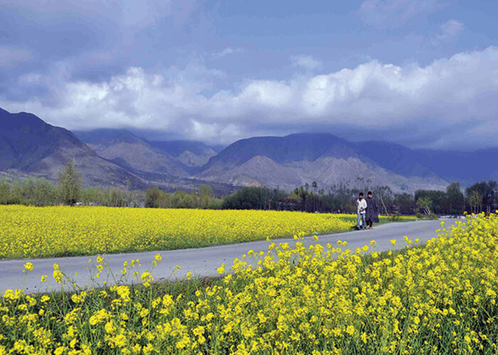 https://d3r8gwkgo0io6y.cloudfront.net/upload/KA/India-kashmir-gulmarg-flower.jpg