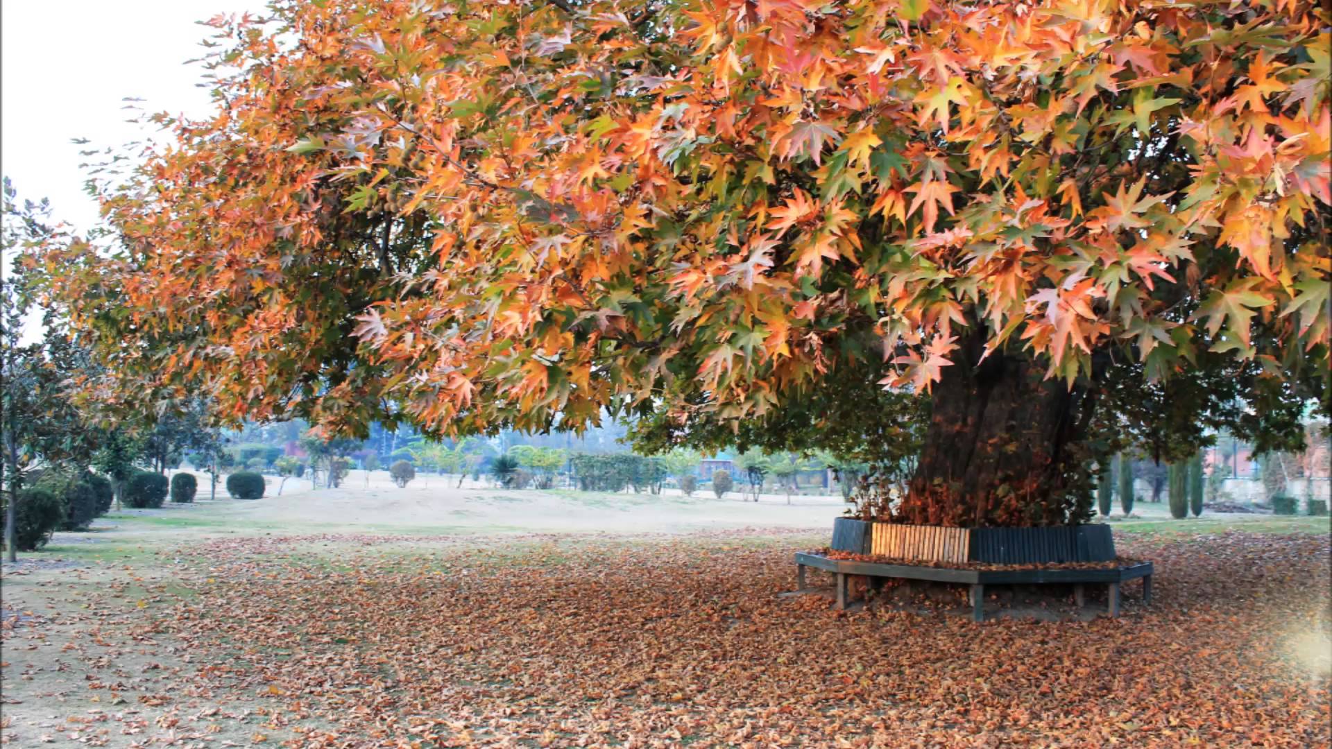 https://d3r8gwkgo0io6y.cloudfront.net/upload/KA/India-kashmir-srinagar-chinar-tree-8.jpg